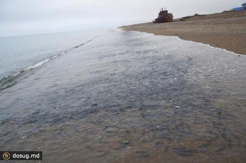 Рыба во Владике выходит на берег