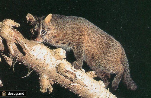 Кошка Иримото