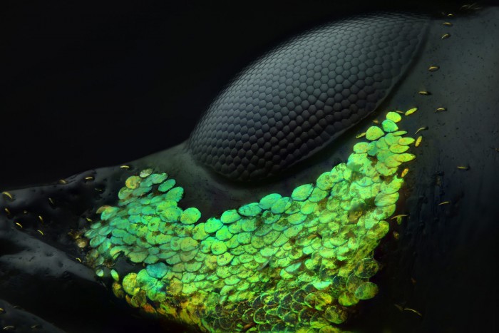 ТОП 20 победителей конкурса микрофотографии Nikon Small World 2018