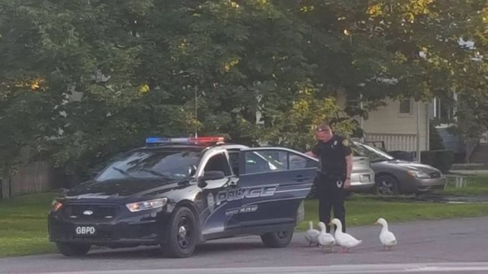 Полицейские арестовали уток за праздношатание