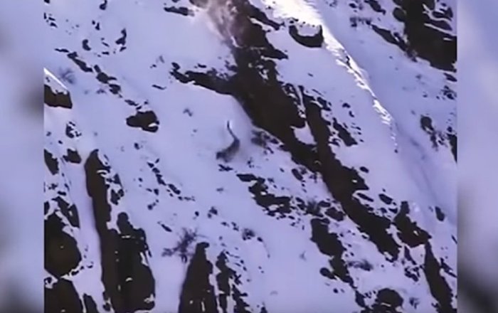 Падение со скалы снежного барса