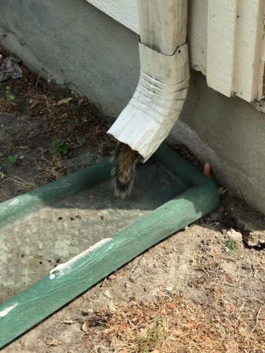 Мужик решил спасти белку, застрявшую в водостоке