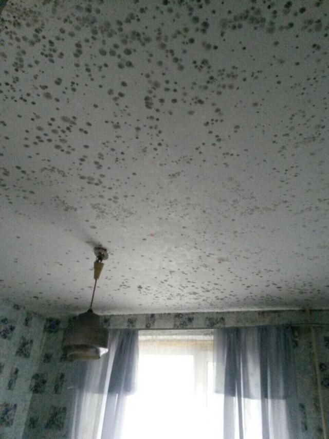 Во что превращается затопленная дерьмом квартира через месяц
