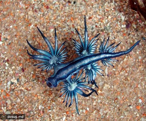 Голубой ангел (Glaucus atlanticus)