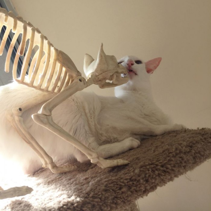 Кот со своим лучшим другом скелетом