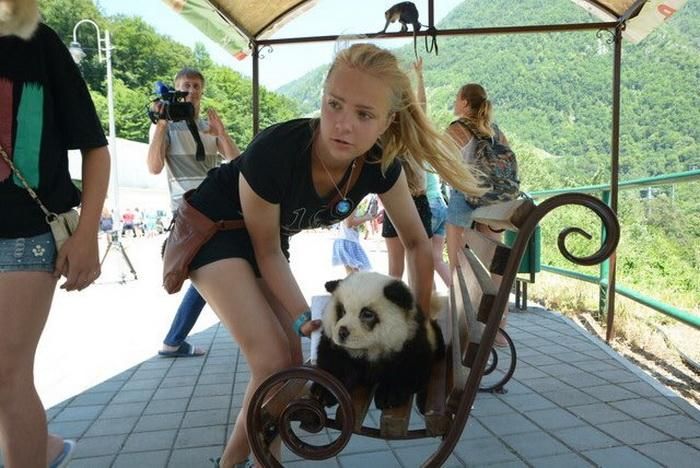 Кто хочет сфотографироваться с сочинской пандой?