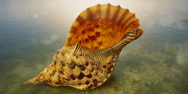 Почему мы слышим в морской раковине «шум моря»