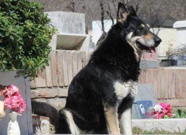 Овчарка больше 10 лет приходит на могилу хозяина