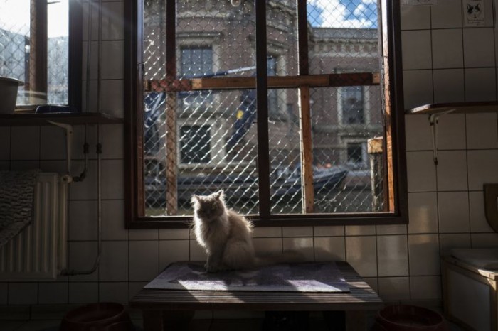 Плавучий приют для кошек в Амстердаме