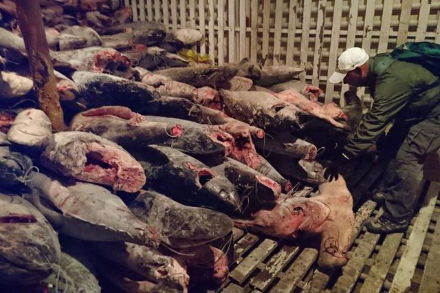 В Эквадоре арестовали китайских рыбаков с полным бортом акул