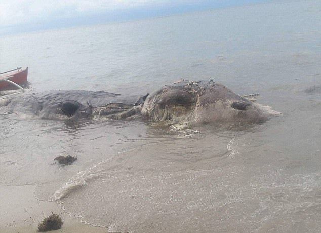 Зловонный труп загадочного существа оттащили обратно в море